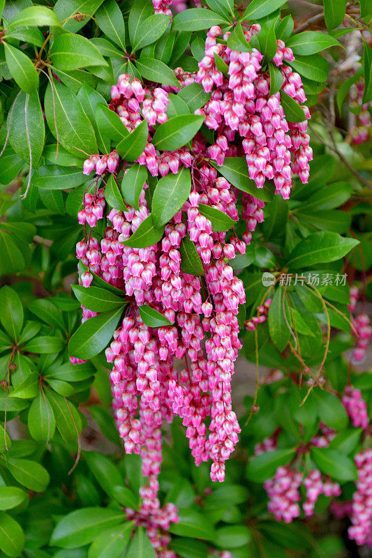 Pieris japonica /日本仙女座菌株/日本Pieris